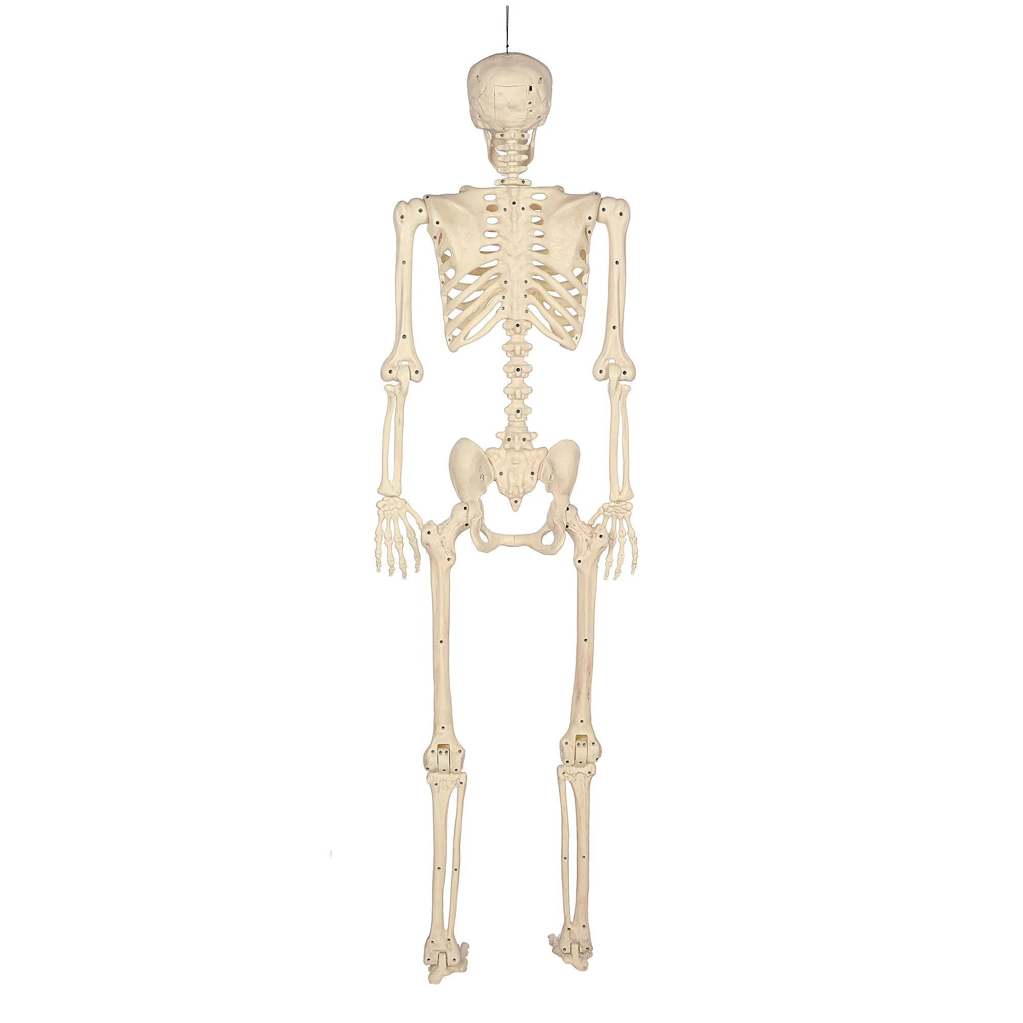 Halloween Skeletons, Scary Halloween Decorations for Outside